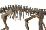 ' Mounted Dryosaurus Skeleton From Colorado - Largest Complete #132154-6